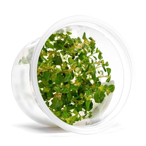 Live Plant - Aciotis acuminifolia - Slow-Growing Midground Red Accent Plant for Aquascaping, Snail-Free in Vitro Aquarium Stem Plant - Tissue Culture