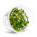 Live Plant - Aciotis acuminifolia - Slow-Growing Midground Red Accent Plant for Aquascaping, Snail-Free in Vitro Aquarium Stem Plant - Tissue Culture
