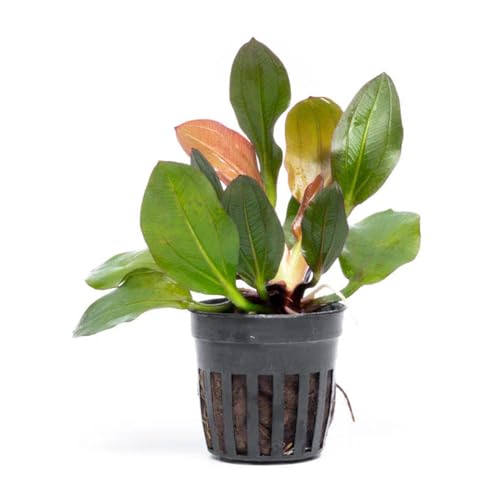 SubstrateSource Live Plants - Echinodorus ‘Red Phoenix’ (Echinodorus sp.) - Medium to High Light, Red Green, Midground to Background Placement, Freshwater Aquascaping Aquatic Plant - Pot - color: Ech. Red Phoenix, size: 1 Pot