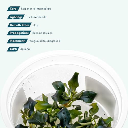 SubstrateSource Live Plants – Bucephalandra 'Pygmy' (Bucephalandra sp. 'Pygmy') – Low to Moderate Light, Deep Green Iridescent Color, Foreground to Midground, Rhizome – Tissue Culture, 1 Pack - color: Bucephalandra 'Pygmy'