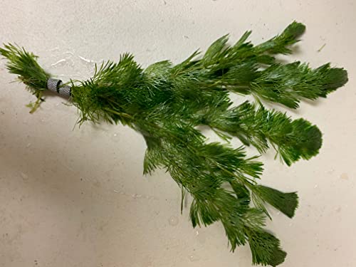 3X Green Cabomba Caroliniana Live Aquarium Plants for Aquatic Freshwater Fish Tank