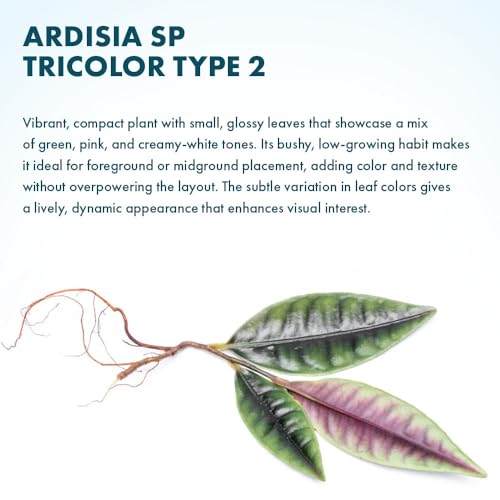 Live Jungle Plant - Ardisia Sp Pink Line Type 1 - Terrestrial Plants for Paludarium, Reptile Enclosure, High Humidity Displays