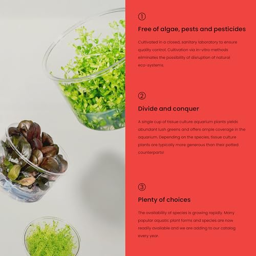 Ultum Nature Systems Dwarf Baby Tears Hemianthus Callitrichoides Cuba Tissue Culture Live Plant for Aquarium, Aquascape, Planted Freshwater Fish Tanks - 100% Snail Free in Vitro - color: Dwarf Baby Tears Hemianthus Callitrichoides Cuba