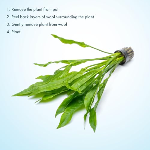 SubstrateSource Amazon Sword Echinodorus Bleheri Live Plant for Freshwater Aquariums, Natural Fish Tank Decorations, and Aquatic Decor (1 Pot (2-3 Plants)) - color: Ech. Bleheri, size: 1 Pot
