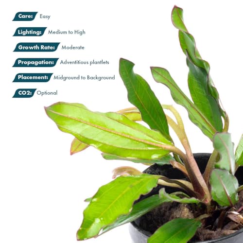 SubstrateSource Live Plants - Echinodorus ‘Green Chameleon’ (Echinodorus sp.) - Medium to High Light, Green Red Accent, Midground to Background Placement, Freshwater Aquatic Plant - Pot - color: Ech. Green Chameleon, size: 1 Pot