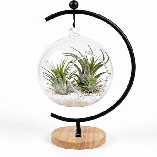 4.7" Hanging Glass Terrarium Globe with Stand for Air Plants Succulents & Desktop Decor, Small Floating Garden for Desks, Shelves, Windowsills, Offices, and Plant Lover