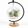 4.7" Hanging Glass Terrarium Globe with Stand for Air Plants Succulents & Desktop Decor, Small Floating Garden for Desks, Shelves, Windowsills, Offices, and Plant Lover