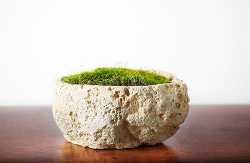 SuperMoss (21538) Mood Moss Preserved, Fresh Green, 3 Pounds - color: Fresh Green, size: Appx. 3 lb Bulk Case