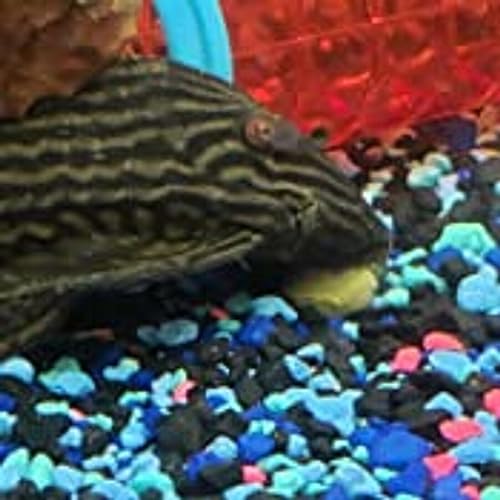 3.5mm - 1/8" Micro Wafer Mix of Spirulina Algae & Intense Color Enhancing Sinking Micro Wafers for Catfish, Plecos, Bottom Fish, Shrimp, Crabs, All Tropical Fish..2-lb Med Jar - size: 2 Pound (Pack of 1)