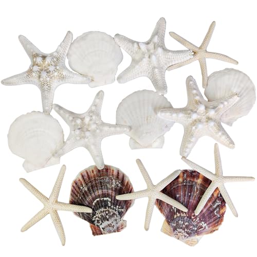 HappyFiller 14 PCS White Natural Scallop SeaShells Decorative Starfish Brown Sea Shells for Crafts,DIY Painting Projects,Coastal Beach Theme Decor,Wedding,Home Wall Decorations,Vase Fillers,2-3 Inches - color: White/Brown