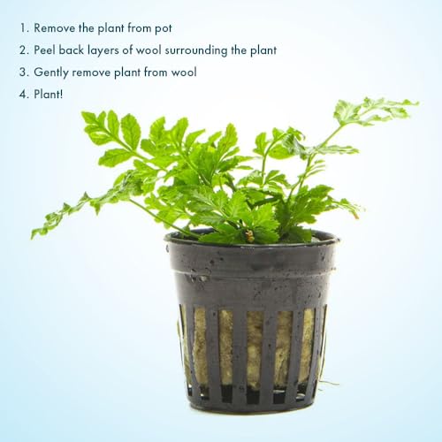 SubstrateSource Live Jungle Plants - Silver Lace Fern (Pteris ensiformis) - Bright Indirect Light, Variegated Green & White Accent, Terrarium or Paludarium, Freshwater Terrestrial Plant - Pot - color: Pteris Ensiformis, size: Pot