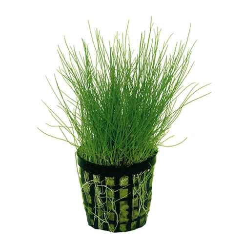 Potted Dwarf Hairgrass Aquarium Live Plant by West Coast Aquatics