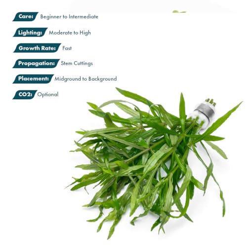 SubstrateSource Live Aquarium Stem Plants - Pogostemon Stellatus Octopus Live Aquarium Plant - Natural Aquatic Freshwater Fish Tank Plants (1) - color: Eusteralis Stellata, size: Lead Bunch - 1 Pack