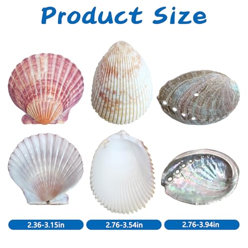 VCEPJH Betta Hammock with Suction Cups Betta Resting Spot 6 Pcs Shell Bed Toys for Aquarium Small Fish Natural Spawning Grounds Breeding Fish Tank Accessories Decorations - color: 3 Pcs Scallops +3 Pcs Oysters