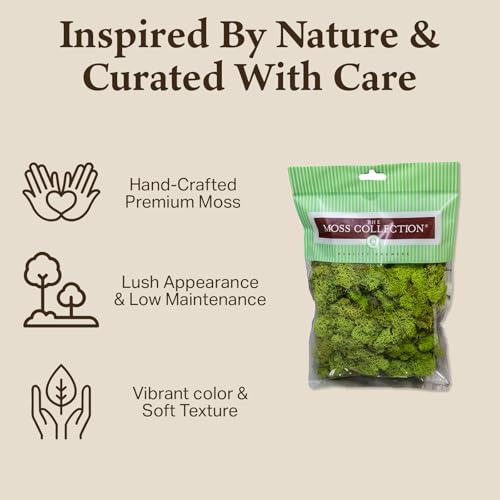 Quality Growers - Preserved Reindeer Moss - Moss for Crafts, Home Decor, Art, Design & DIY Projects - Non-Toxic - USA Made (Chartreuse, Medium, 2-Pack) - color: Chartreuse, size: Medium (2-Pack)