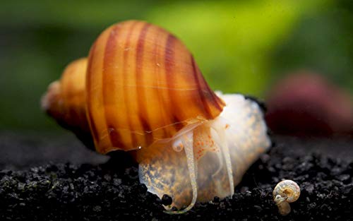Aquatic Arts 10 Live Albino Mystery Snails | Freshwater Aquarium Species/Real Living Nano Fish Tank Pet | Glass Clearing Snail | Natural Decor - size: 10-SNAILS