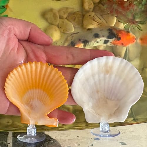 Natural Seashell Aquarium Decor with Suction Cups Fish Tank Hideaway for Betta, Shrimp, Cichlids, Safe Ornament for Freshwater & Saltwater Tanks