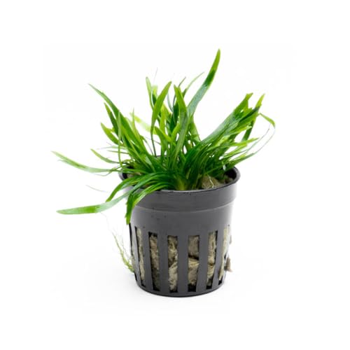 SubstrateSource Cryptocoryne Live Aquarium Plants - Freshwater Plant for Aquariums, Planted Fish Tanks - Beginner Friendly (Lucens, 1 Pot (3-5 Plants)) - color: Lucens, size: Pot