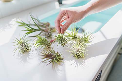 Seedling Xerographica Air Plants 2 to 4 Inch Wide - Tillandsia Succulent House Plants - Available in Wholesale and Bulk - Home and Garden Decor Holders - Easy Care Indoor and Outdoor Plants (1 PC) - size: 1 Count (2-4 inches wide)