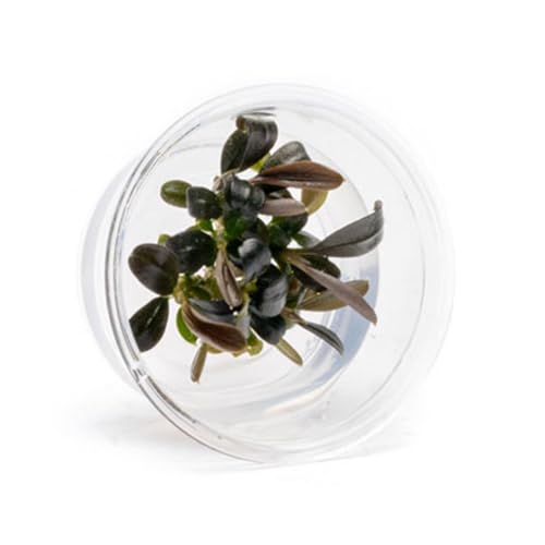 Ultum Nature Systems Live Tissue Culture - Bucephalandra Brownie Phoenix - Easy, Low-Med Light - Dark Green, Red, Purple Accent - Foreground to Midground - 100% Snail Free Grown in-Vitro - Small Cup - color: Bucephalandra Brownie Phoenix - Small