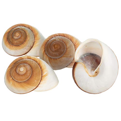 Hermit Crab Shells | Shells for Hermit Crabs | 4 Muffin Snail Shells 2.5"- 3" | Opening Size Approx. 1.25" | Hermit Crab House for Décor | Plus Free Nautical eBook by Joseph Rains - color: 4 Muffin Snail