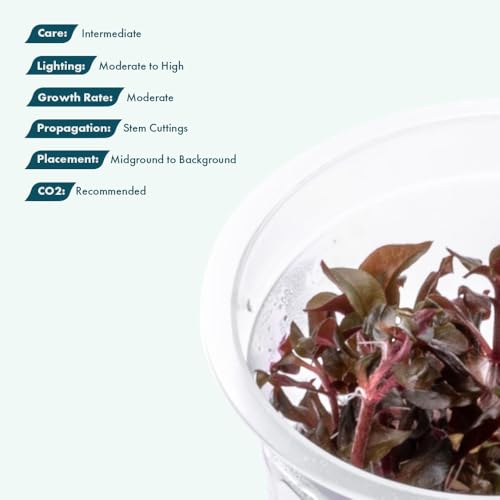 SubstrateSource Live Plant - Alternanthera Reineckii Bronze Tissue Culture Aquatic Live Aquarium Plant - 100% Snail Free in Vitro Cup (AR Bronze) - color: Alternanthera Reineckii Bronze