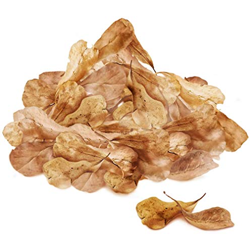 SunGrow 50 Pcs Mini Catappa Indian Almond Leaves for Shrimp Aquariums, Lowers Your Tank's pH and Pet Stress, Creates Better Environment, Unique Practical Decor