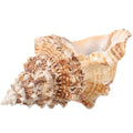 Giant Natural Conch Shell, Frog Seashell 7-8 inches, Large Sea Shell for Vase Filler, Air Plants, Home Decor, Wedding Decor and Beach Theme Party
