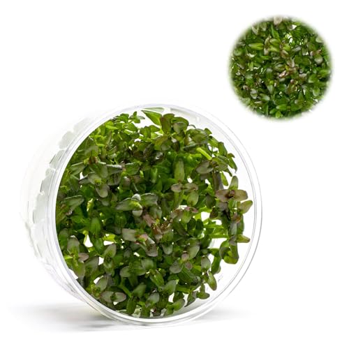 Ultum Nature Systems Live Tissue Culture - Purple Bacopa (Bacopa salzmannii) - Moderate - Moderate to High Light - Purple and Violet Accent - Midground - 100% Snail Free Grown in-Vitro - Regular Cup - color: Bacopa Salzmannii 'Purple'
