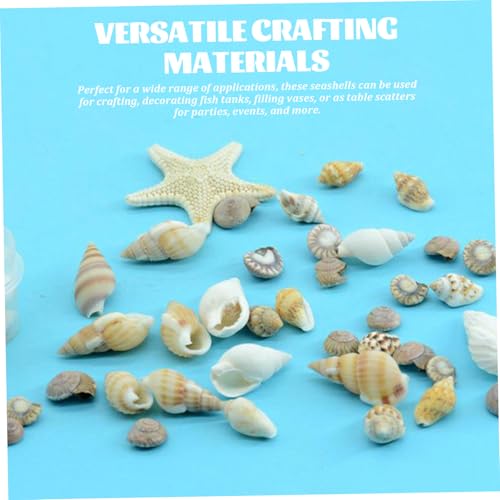 1 Set Seashells, Mixed Natural Sea Shells Conch with Storage Box Assorted Color Sea Shells for Crafting Fish Tank Vase Fille Table Scatters Beach Theme Party Decor