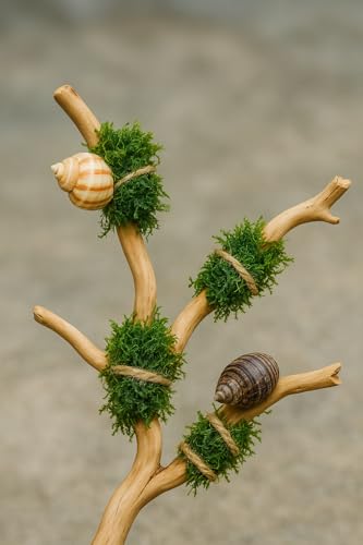 Azil Natural Driftwood Root Mix (5 pcs) – 100% Natural Driftwood for Aquarium, Reptiles, Terrariums, Vivariums, Aquascaping & Planted Tanks (Size: 7″–10″ / 17.8–25.4 cm) - size: root mix 7'' - 10''