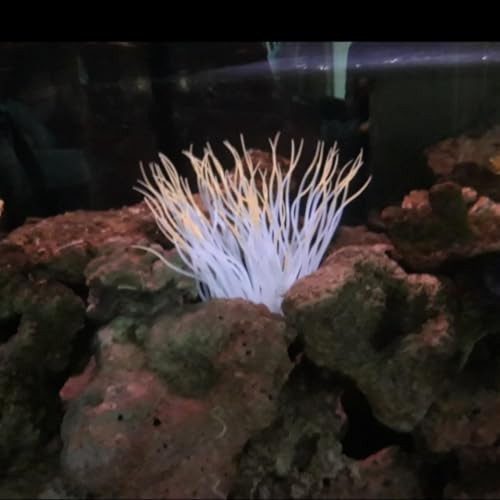 Pssopp Simulation Silicone Luminous Sea Anemone Ornament Artificial Plant Simulation Sea Anemone for Aquarium Fish Decoration with Suction Cup(Orange) - color: Orange