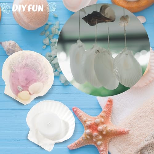 GlikCeil 50 Pcs Sea Shell for Crafting Natural Large Scallop White Oyster Shells Bulk for Decorating DIY Home Decor Beach Wedding Ocean Themed Party(3.9''-4.3'') - size: 3.9''-4.3''