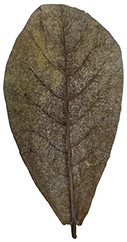 Awesome Aquatic Betta Shrimp Leaves 10 4"-6" Premium Catappa Indian Almond Leaves Aquarium Fish Shrimp Betta Tanks Blackwater Habitat Health Color Natural Habitat Tannin Improves Immunity