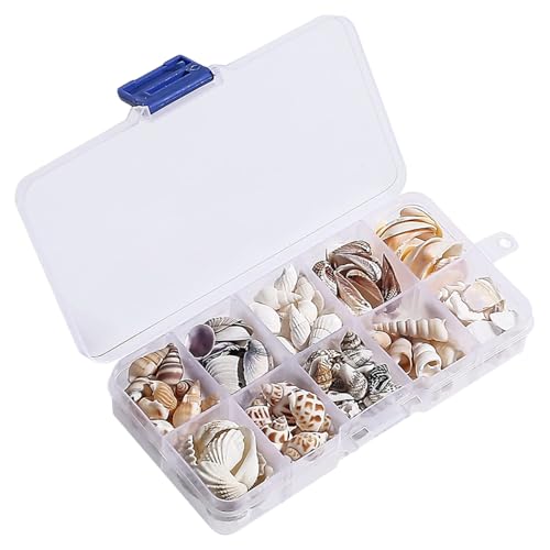 1 Set Seashells, Mixed Natural Sea Shells Conch with Storage Box Assorted Color Sea Shells for Crafting Fish Tank Vase Fille Table Scatters Beach Theme Party Decor