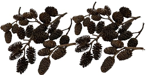 Alder & Casuarina Cones Betta Shrimp Tank Promotes Natural Habitat, Breeding, Tannin Producing Improves Immunity, Easy to Use, by Awesome Aquatic (50 Pack Alder) - size: 50 Pack Alder