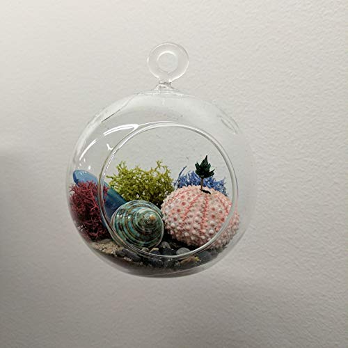 WGV Hanging Terrarium Globe, Width 8", Height 9", DIY Air Succulent Planter, Clear Glass Vase Orb with Flat Bottom, Candle Holder for Windowsill Outdoor Garden Decor, 6 Pieces Bulk - size: 8" Flat Bottom