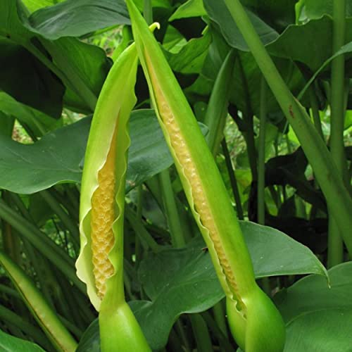 Chalily Arrow Arum, a Great Live Pond Plant for Your Water Garden. Filters The koi and Goldfish Pond. Good for Bogs, Plant Shelf or Shallow Water This marginal Aquatic is a Real Beauty - color: Arrow Arum