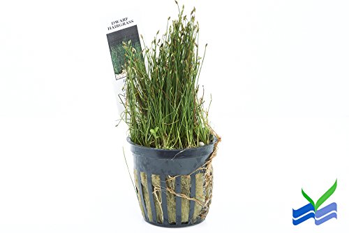 Potted Dwarf Hairgrass Aquarium Live Plant by West Coast Aquatics