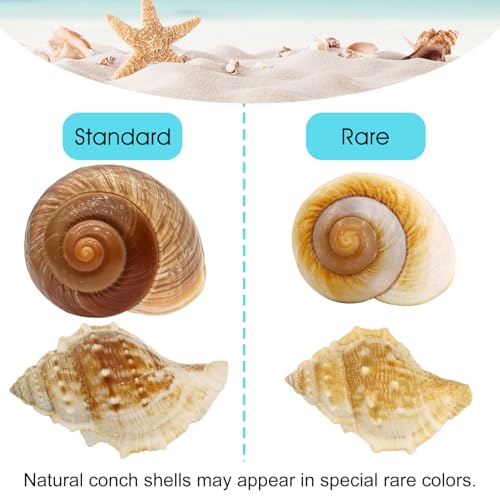 7PCS Medium Large Hermit Crab Shells | Natural Sea Conch Size 2"-2.8" | Mixed Turbo Seashells Set for Small to Medium Hermit Crab Supplies, Saltwater Crab Habitat and Beach Decor Sea Shells