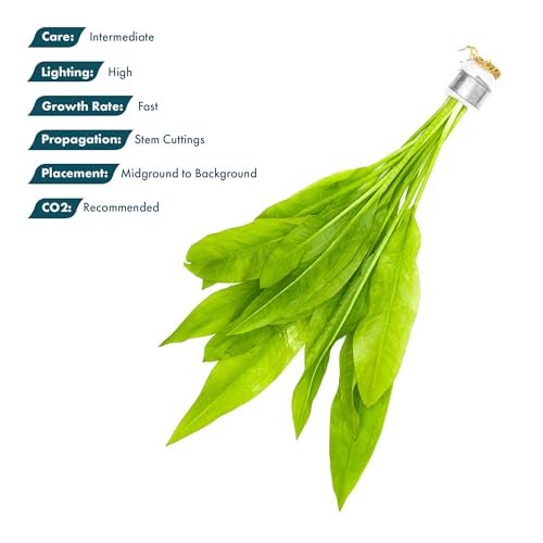 SubstrateSource Live Plant - Amazon Sword (Echinodorus Bleheri) - Beginner Friendly, Easy Care, Medium Light, Midground to Background Placement - Freshwater Aquarium Decoration - 1 Bunch (4-5 Plants) - color: Ech. Bleheri, size: 2 Pots