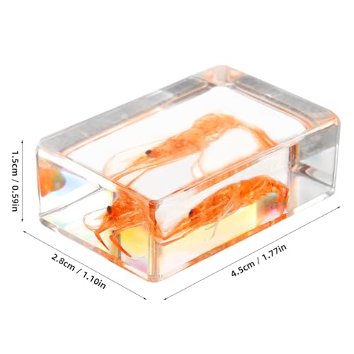 GARVALON Artificial Resin Shrimp Specimen for Education and Home Collection Teaching Tool for Science Class Decorative Paperweight with Realistic Shrimp Display Biology Studies