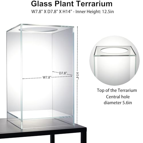 Desktop Glass Plant Terrarium with Grow Light(L7.8 W7.8 H14), for Succulent, Moss, Miniature Gardening Landscape, Betta Fish Tank, Indoor Plant Growth, Office Home Decoration (TimeControlled)