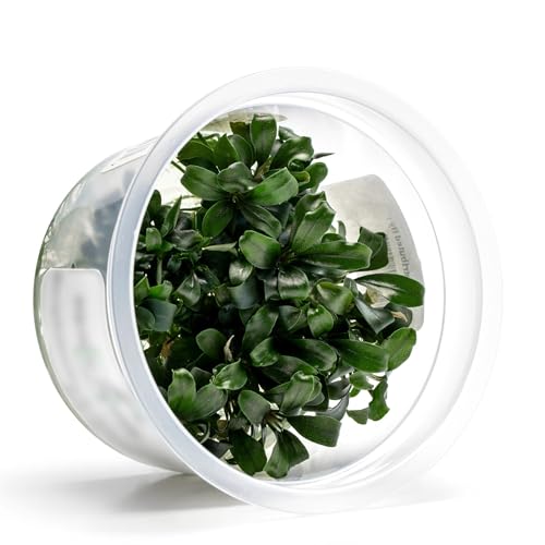 SubstrateSource Live Aquarium Plant - Bucephalandra sp. Sekadau Bukit Betung - Snail Free in-Vitro Easy Care Freshwater Aquatic Plants for Aquascaping, Low - Med Light, Slow Growth - Tissue Culture - color: Bucephalandra sp. Sekadau Bukit Betung