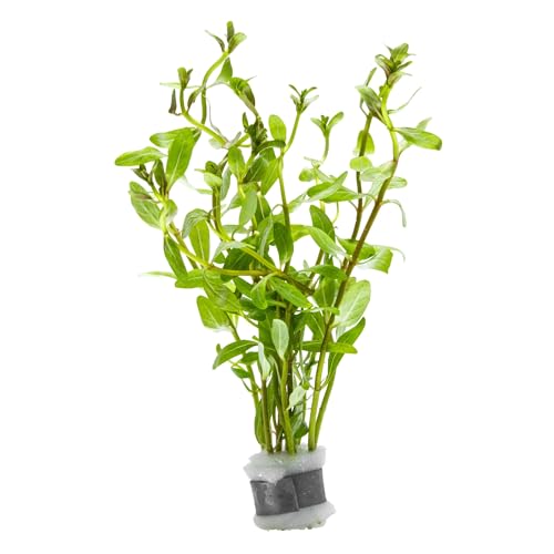 SubstrateSource Live Plants - Ammannia Sulawesi - Orange to Pink Stem Plant for High Light Freshwater Aquarium Aquascapes, Midground to Background, Orange, Pink, Green Accent - Lead Bunch - color: Ammannia Sulawesi, size: Lead Bunch - 1 Pack