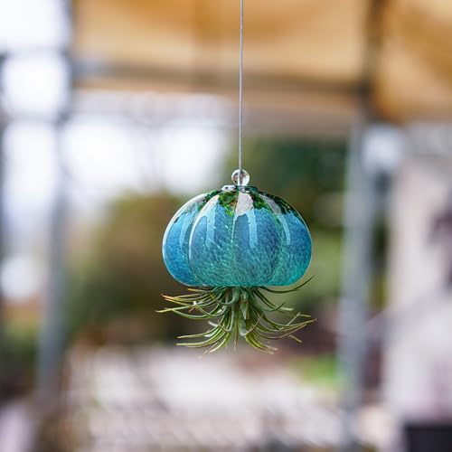 H&D HYALINE & DORA Handmade Blown Glass Hanging Jellyfish Air Planter for Live Succulent Air Plants (No Plants) - color: Jellyfish-sea Blue