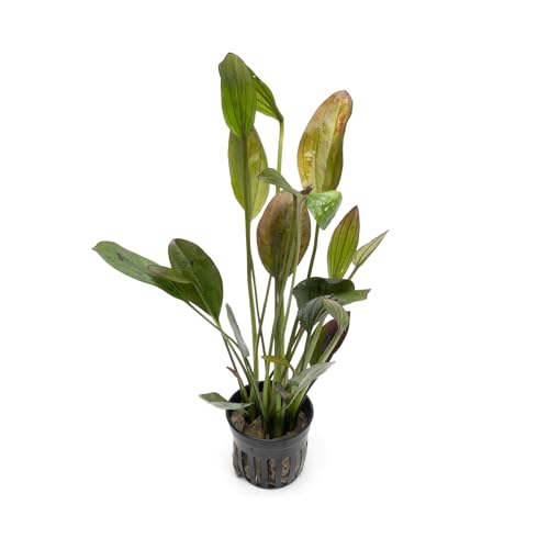 SubstrateSource Echinodorus Ozelot Green Sword Live Plant for Freshwater Aquariums, Natural Fish Tank Decorations, and Aquatic Decor (1 Pot (2-3 Plants)) - color: Ech. Ozelot Green, size: 1 Pot