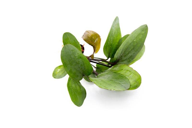 SubstrateSource Echinodorus Big Bear Sword Live Plant for Freshwater Aquariums, Natural Fish Tank Decorations, and Aquatic Decor (1 Pot (2-3 Plants)) - color: Ech. Big Bear, size: 1 Pot