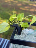 The Tube 3D Printed Aquarium Plant Holder - Pothos & Stemmed Plants - Aquascaping & Fish Tank Tool Holder for 10-200 Gallon Rimmed Tanks