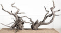 LANDEN Natural Spider Wood Aquarium Decorative Fish Tank Decorations, Driftwood Branches (12-16 Inch, XL) 4 Pcs - size: XL(12~16 inches, 30-40cm), 4pcs